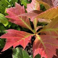 Rodgersia  'Bronze Peacock'